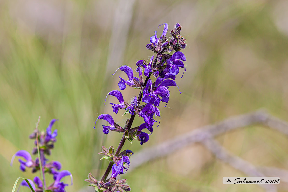 Salvia pratensis