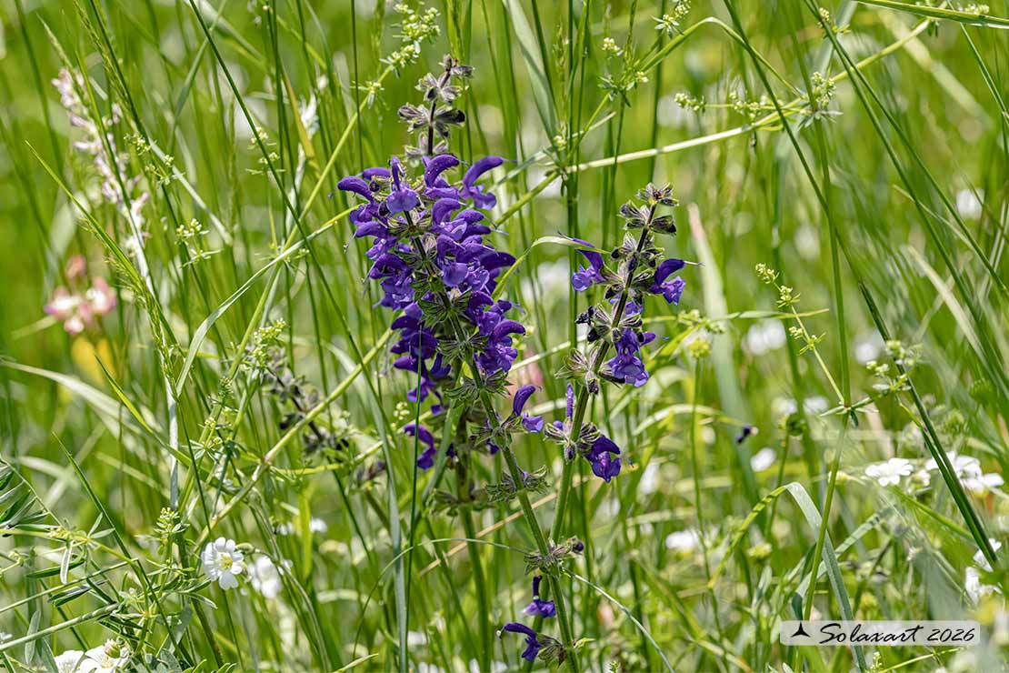 Salvia pratensis