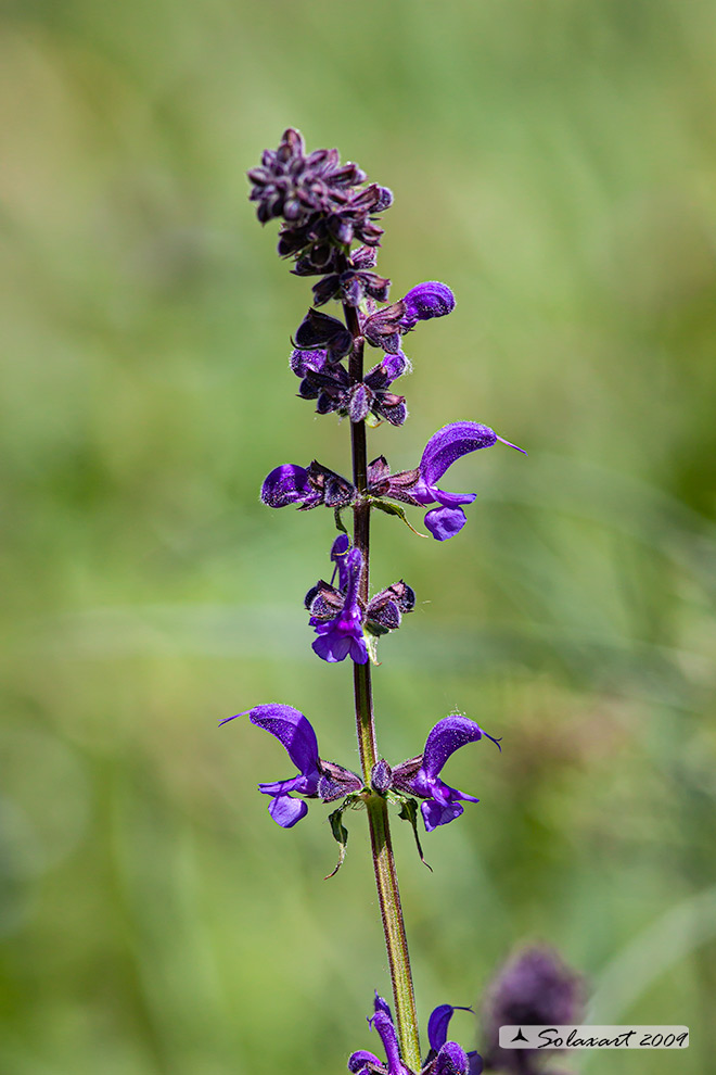 Salvia pratensis