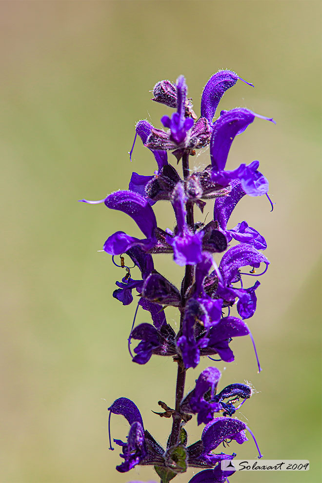 Salvia pratensis