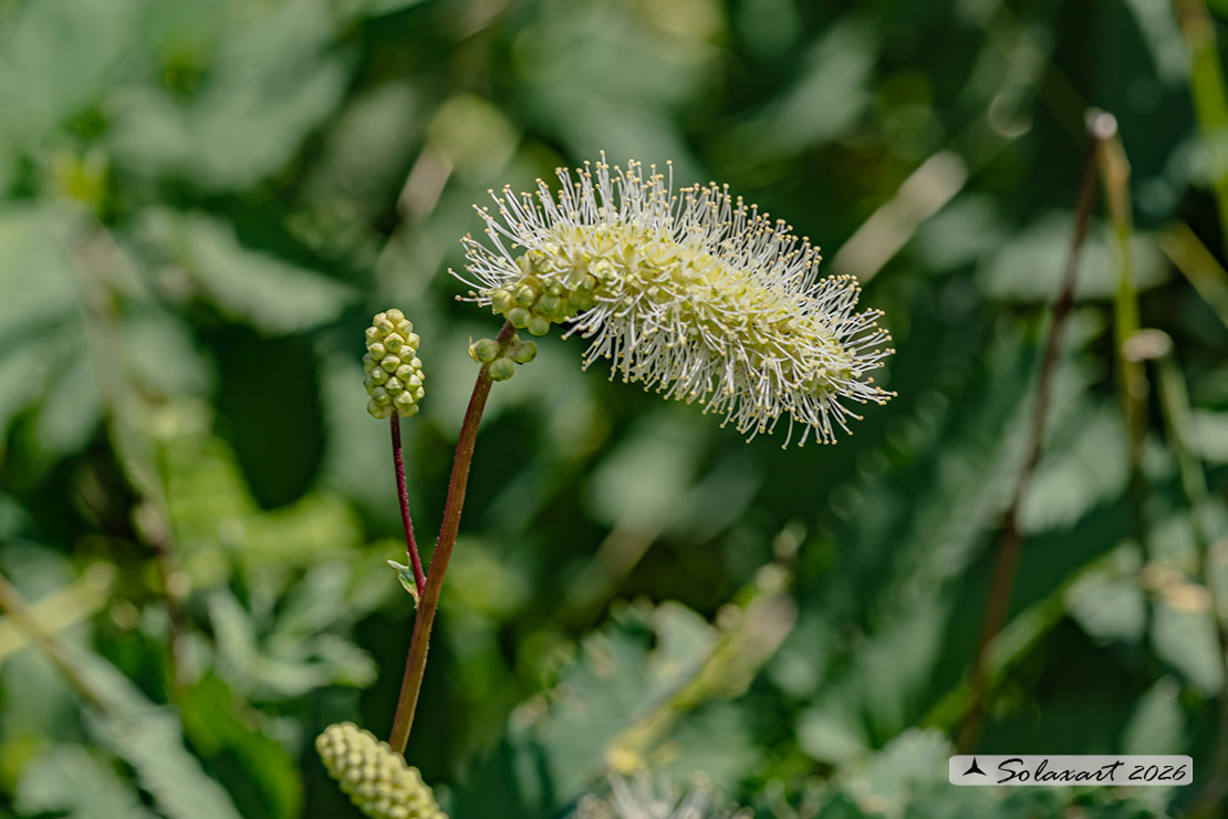 Sanguisorba dodecandra