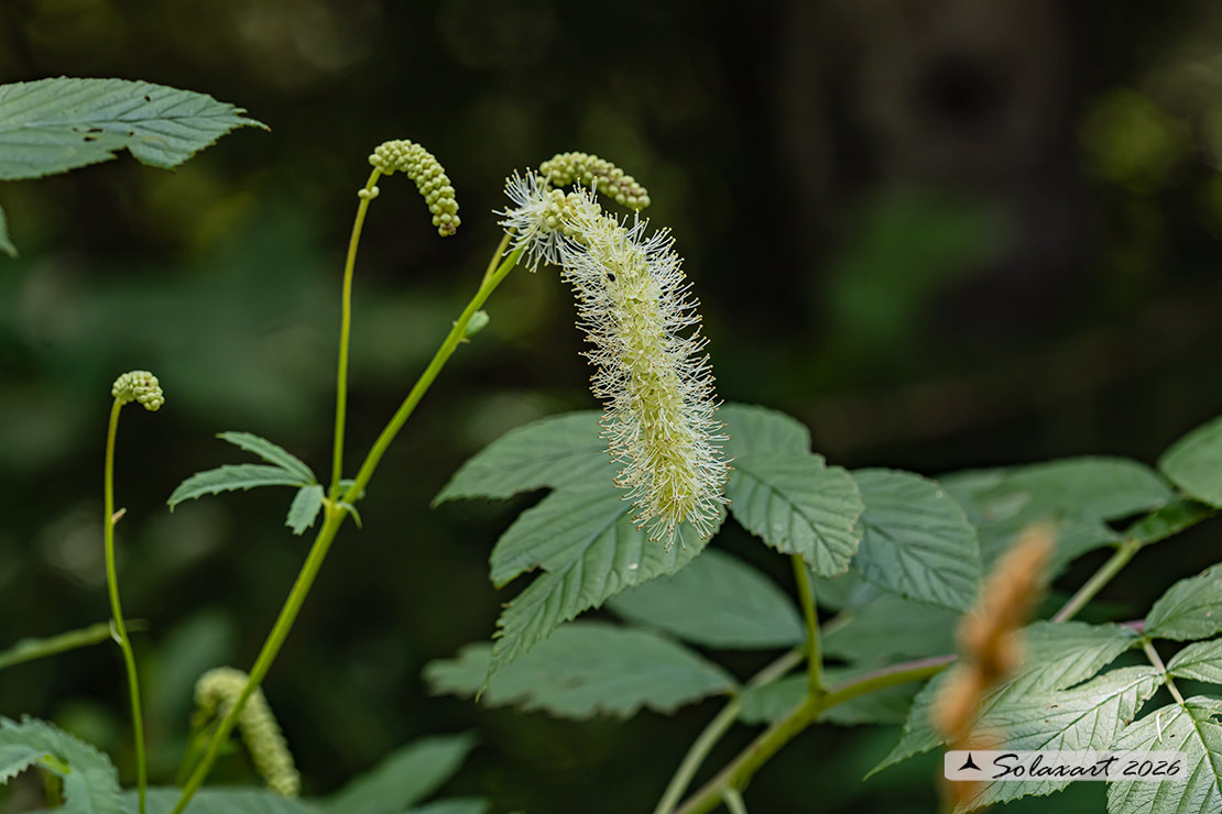 Sanguisorba dodecandra