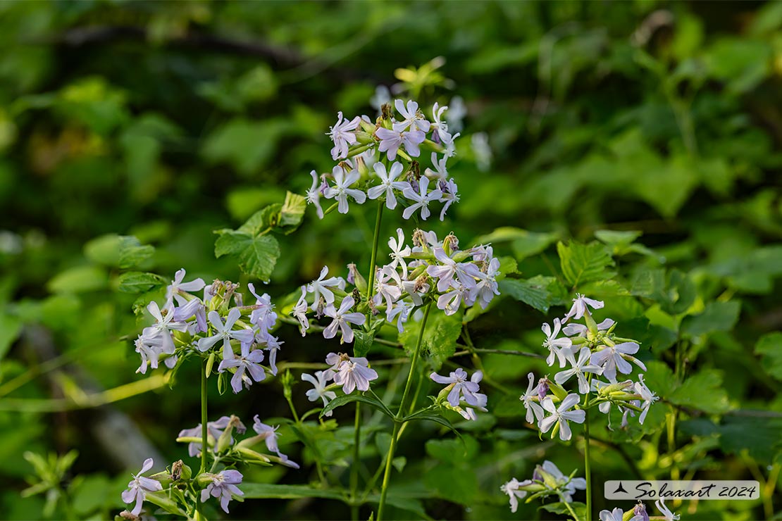 Saponaria officinalis - Saponaria comune