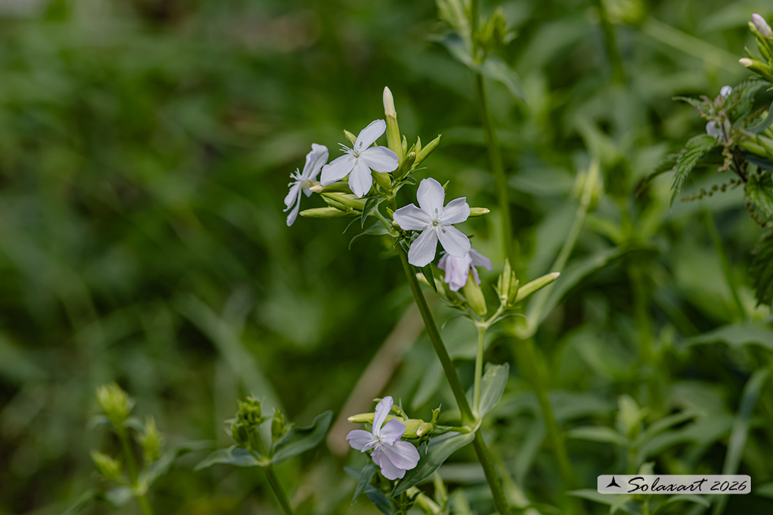 Saponaria officinalis - Saponaria comune