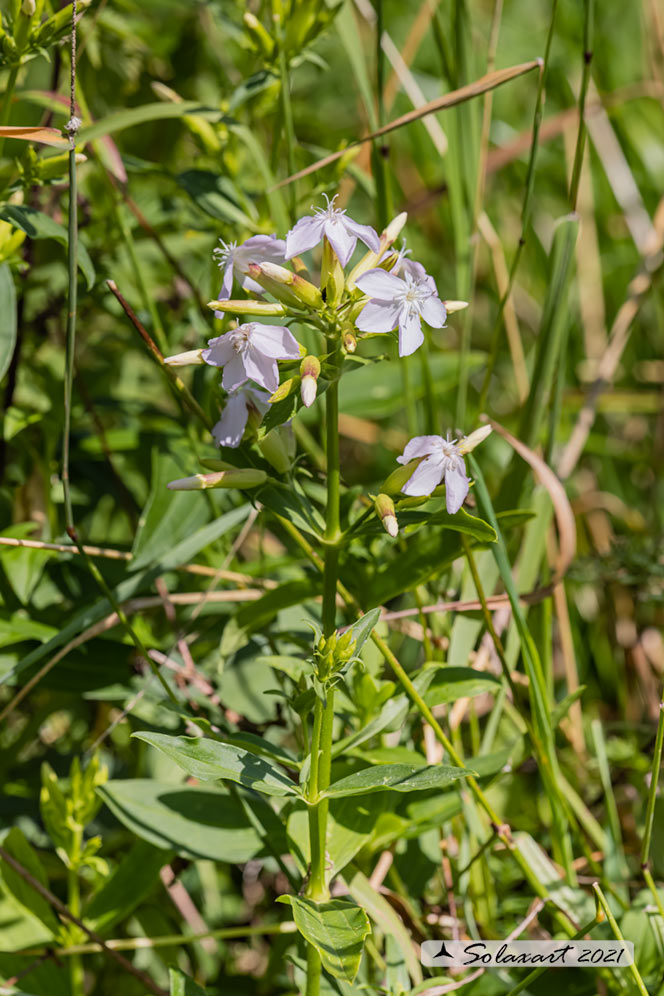 Saponaria officinalis - Saponaria comune
