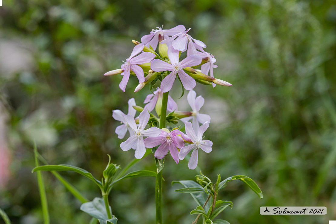 Saponaria officinalis - Saponaria comune