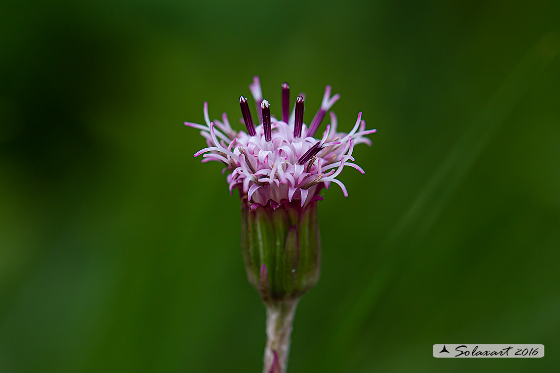 Saussurea alpina