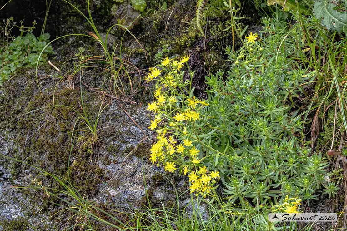 Saxifraga aizoides - Sassifraga gialla