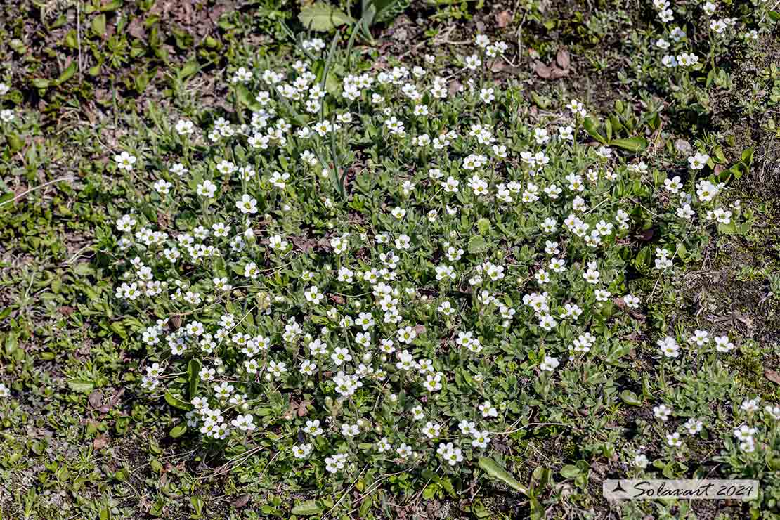 Saxifraga androsacea - Sassifraga rosulata