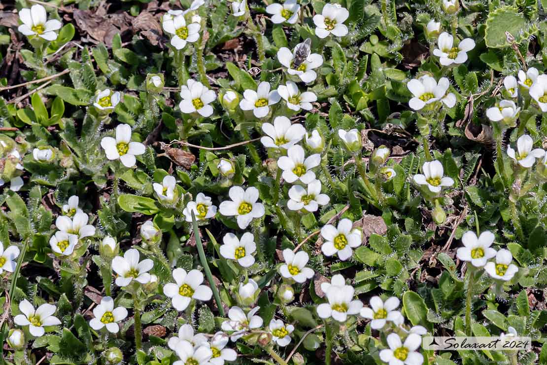 Saxifraga androsacea - Sassifraga rosulata