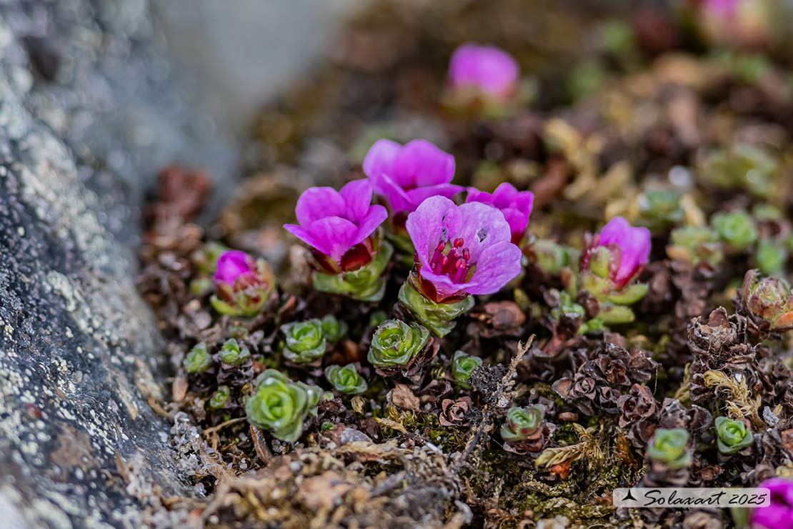 Saxifraga oppositifolia - Sassifraga a foglie opposte