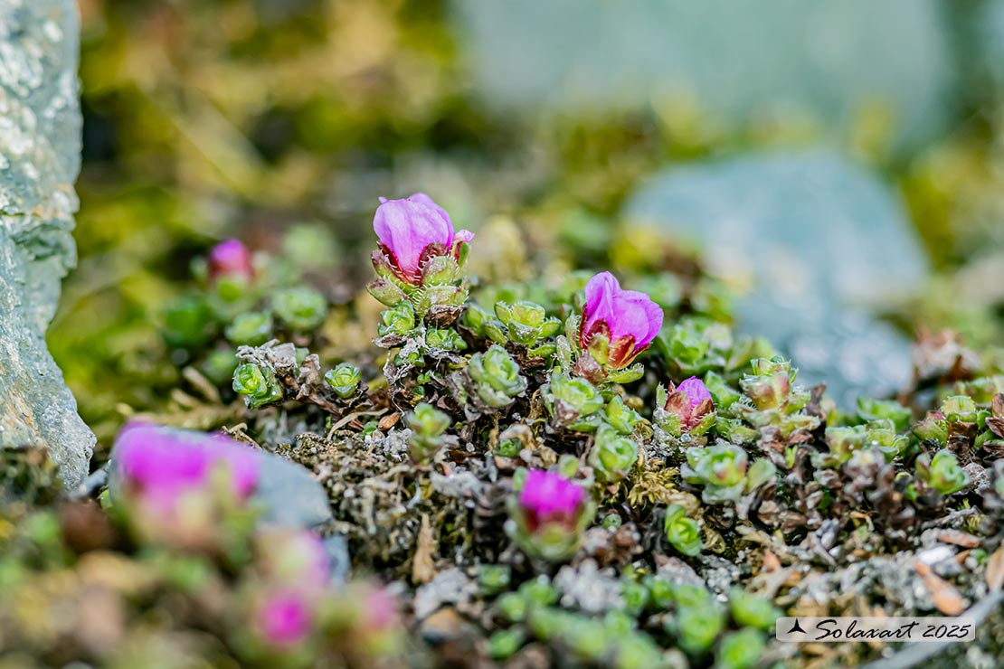 Saxifraga oppositifolia - Sassifraga a foglie opposte