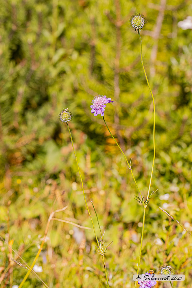 Scabiosa triandra