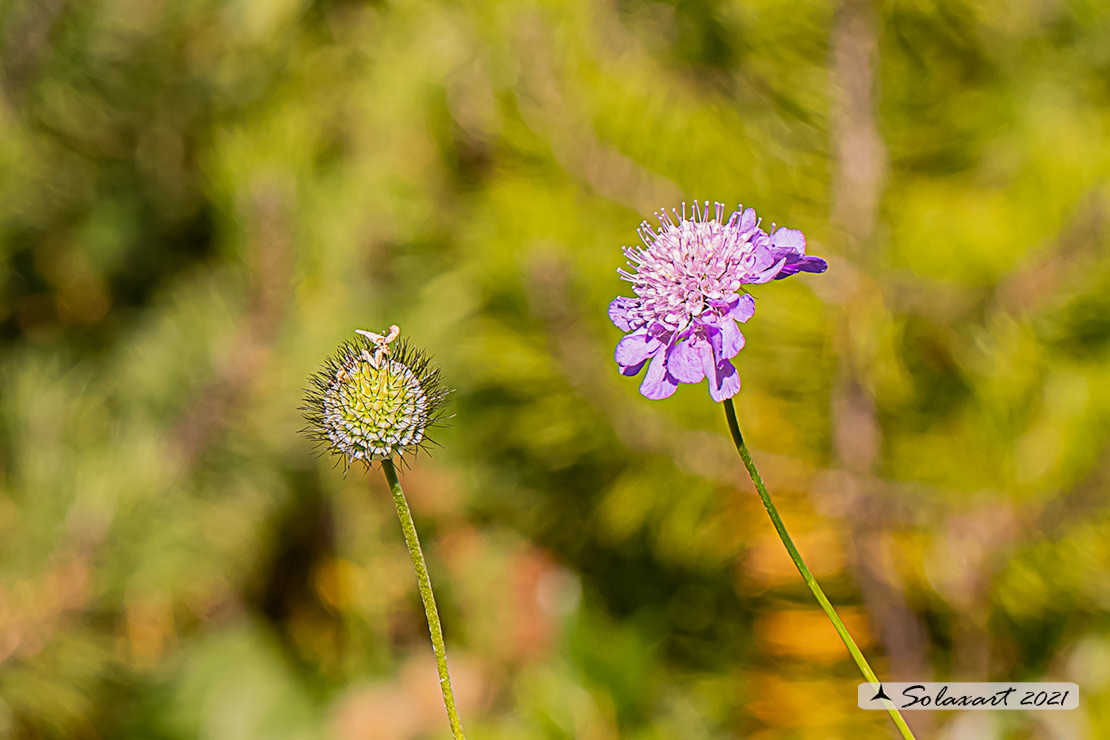 Scabiosa triandra