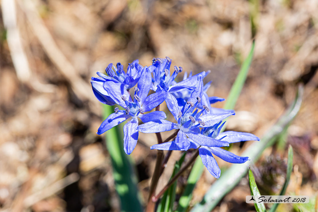 Scilla silvestre - Scilla bifolia