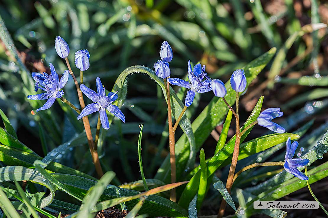 Scilla silvestre - Scilla bifolia