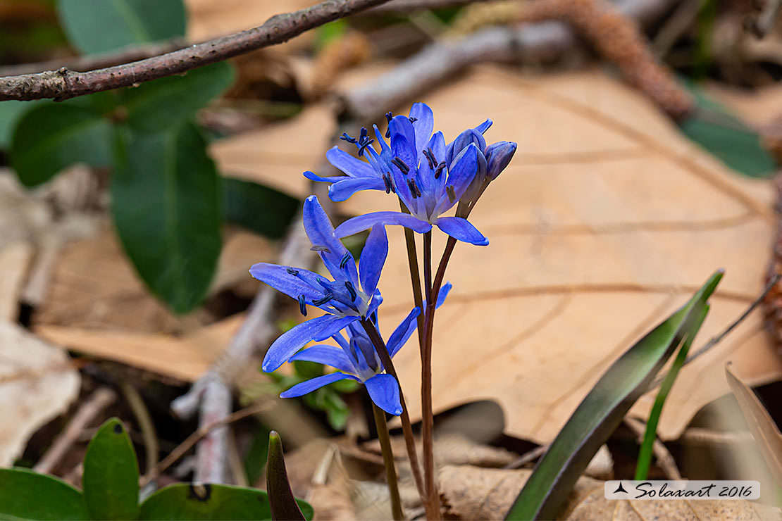Scilla silvestre - Scilla bifolia