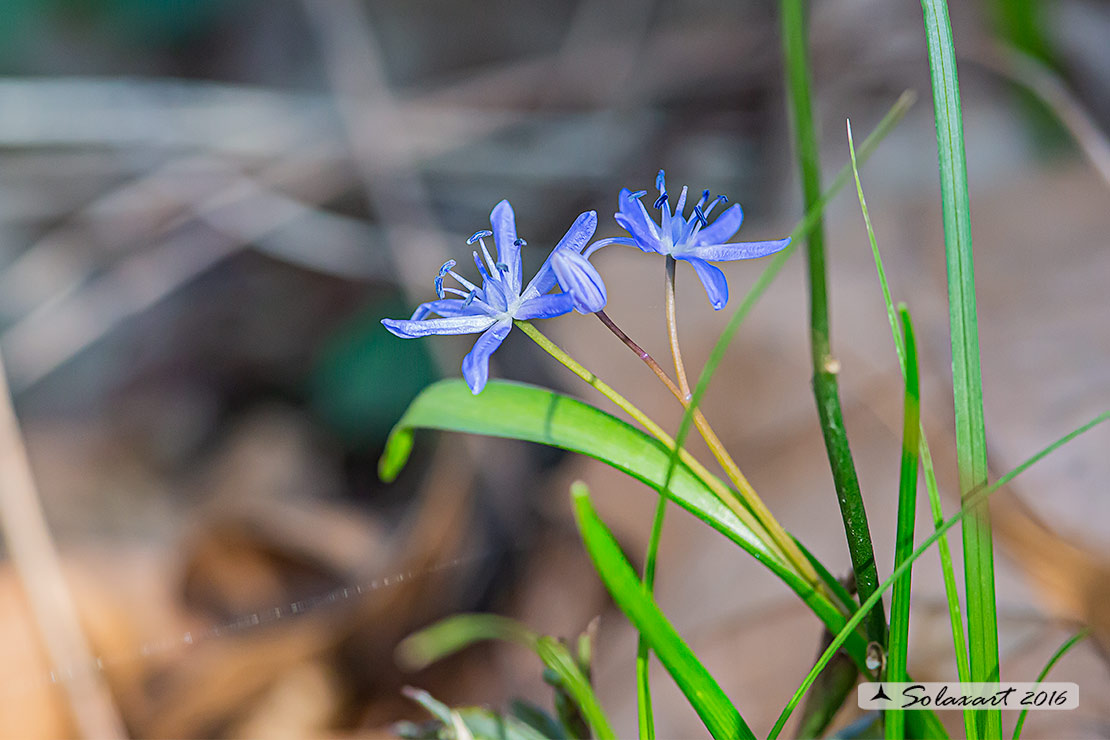 Scilla silvestre - Scilla bifolia