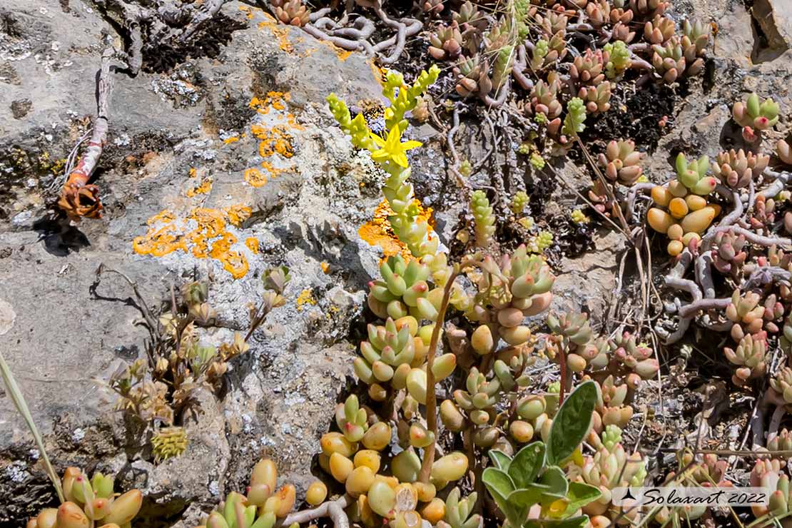 Sedum acre