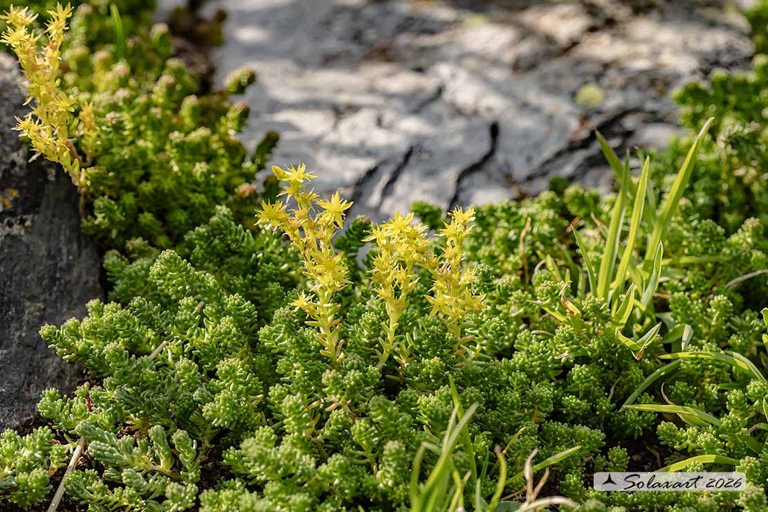Sedum acre