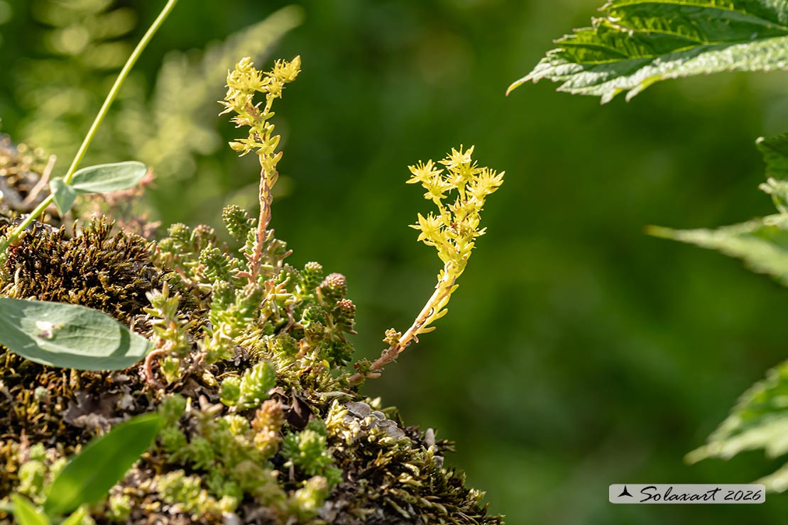 Sedum acre