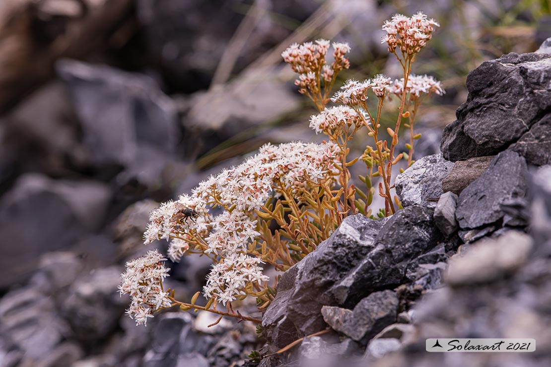 Sedum atratum