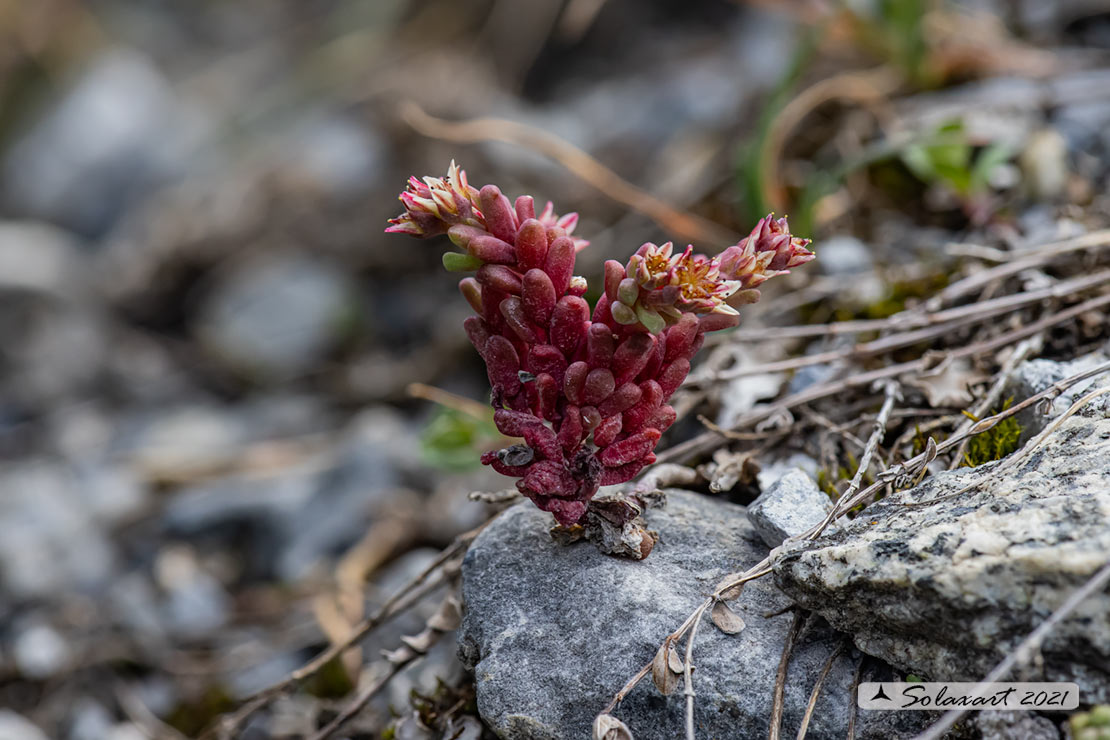 Sedum atratum