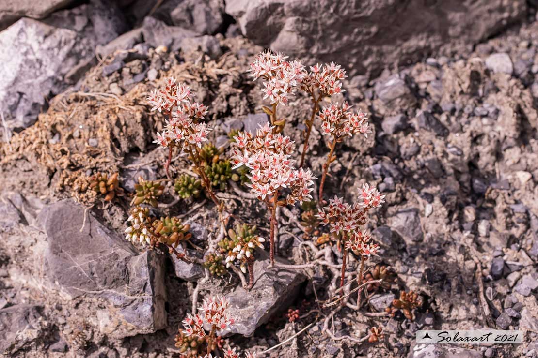 Sedum gypsicola 