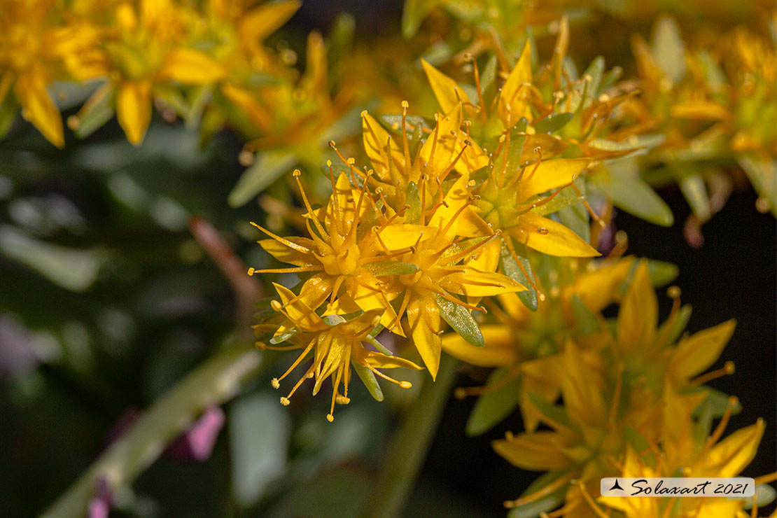 Sedum palmeri