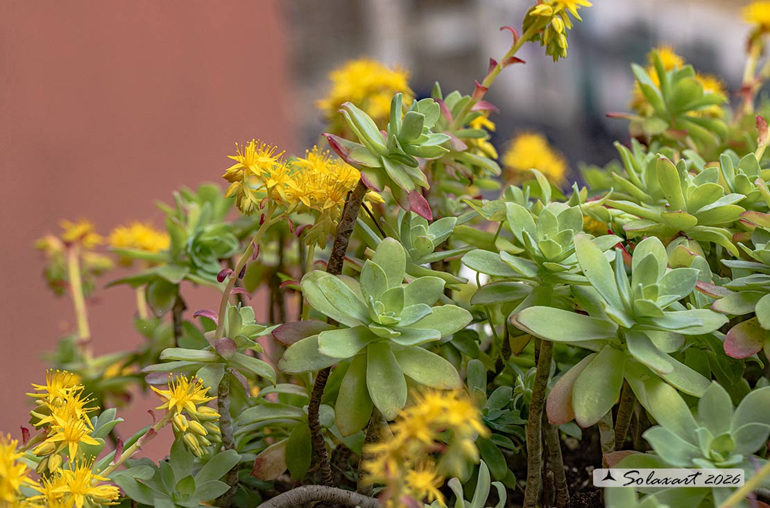 Sedum palmeri