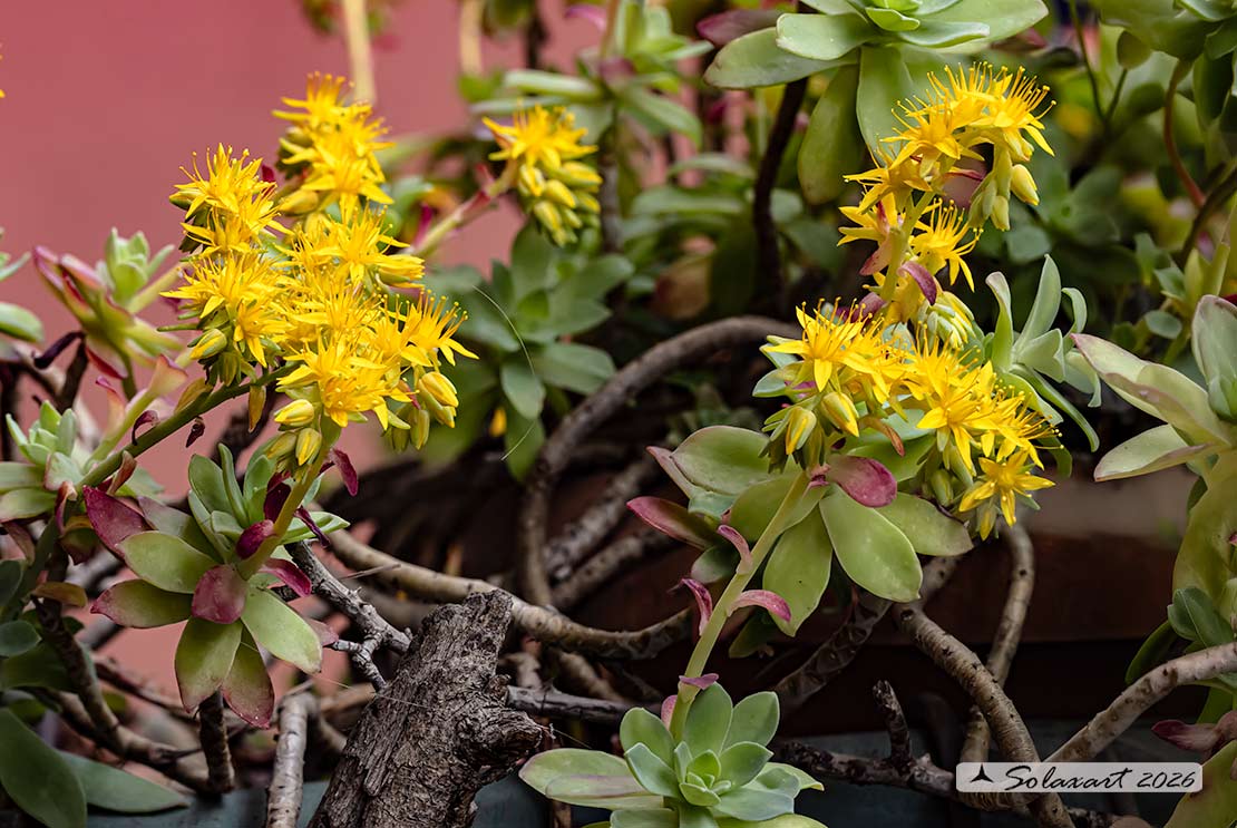 Sedum palmeri