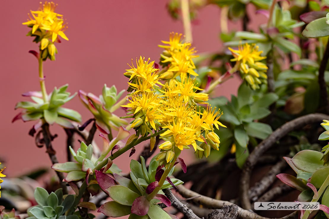 Sedum palmeri