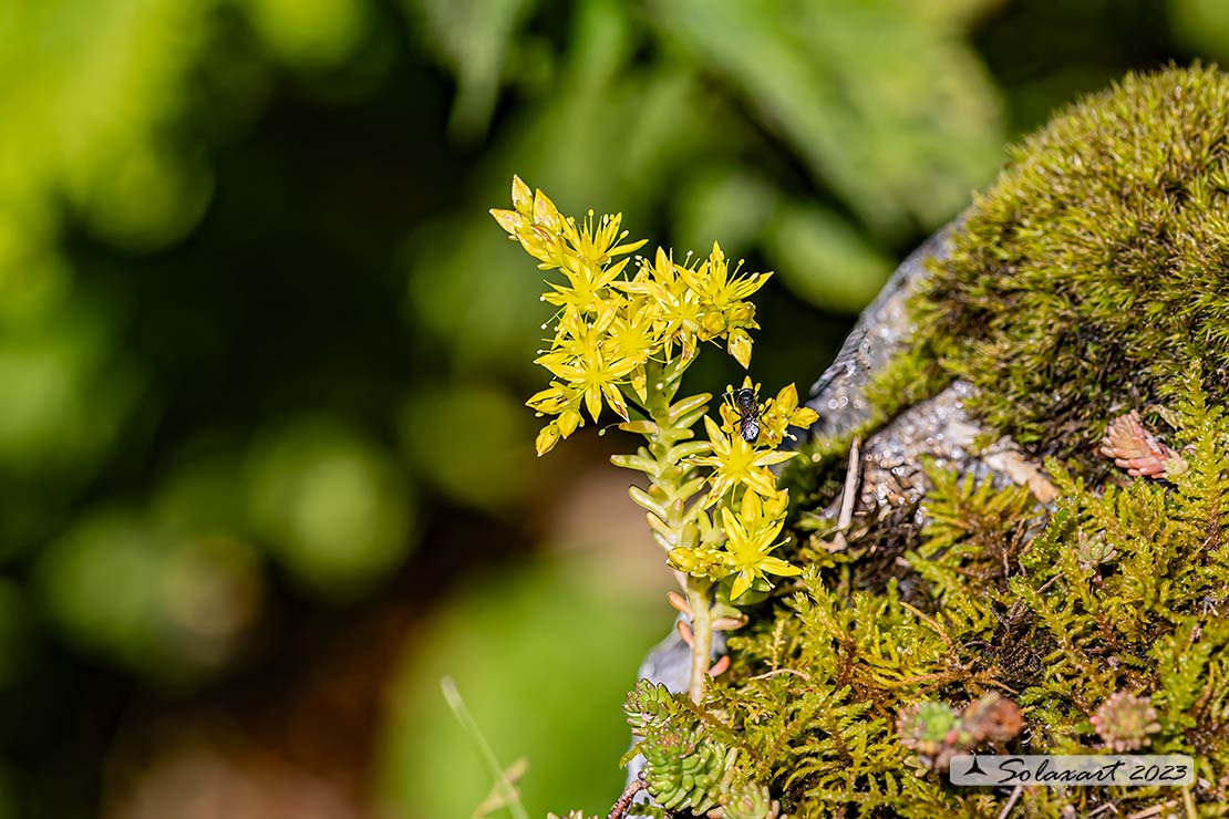 Sedum sexangulare 