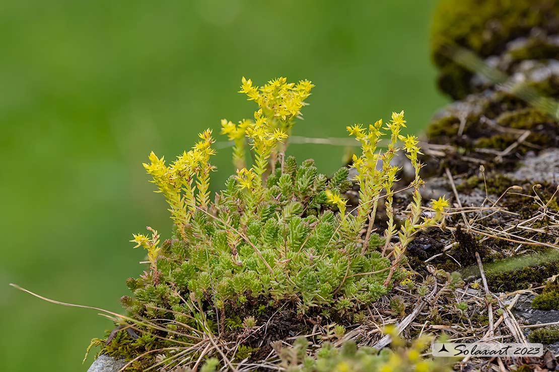 Sedum sexangulare 