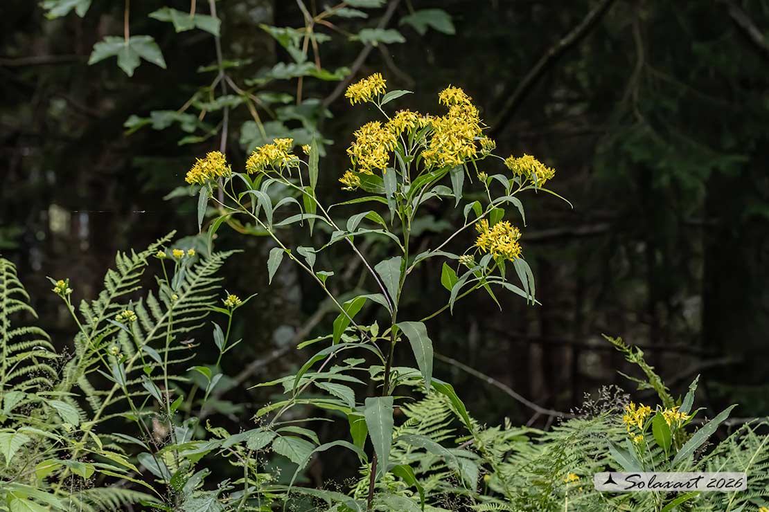 Senecio ovatus