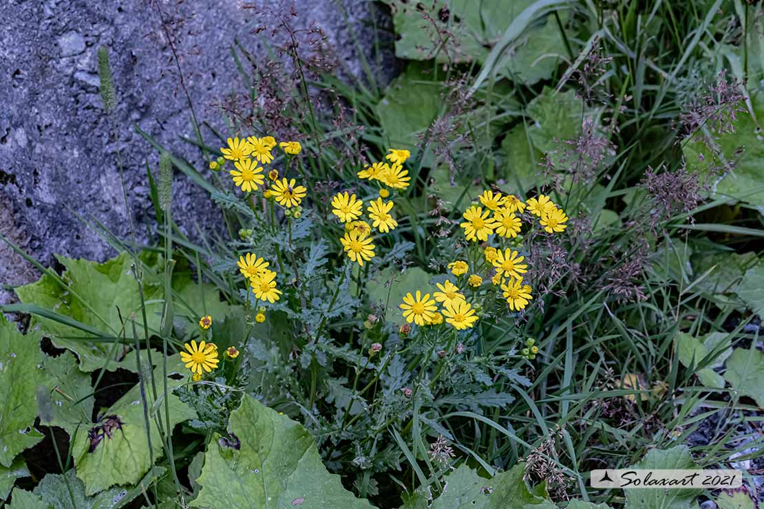 Senecio rupestris
