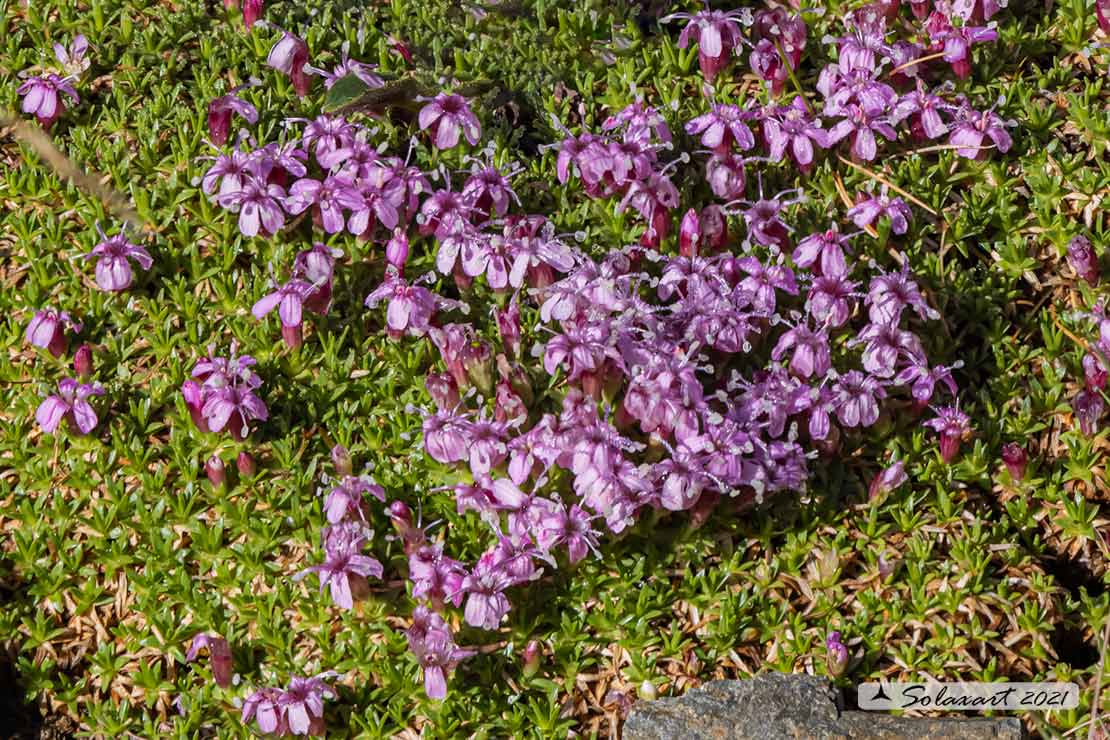 Silene acaulis