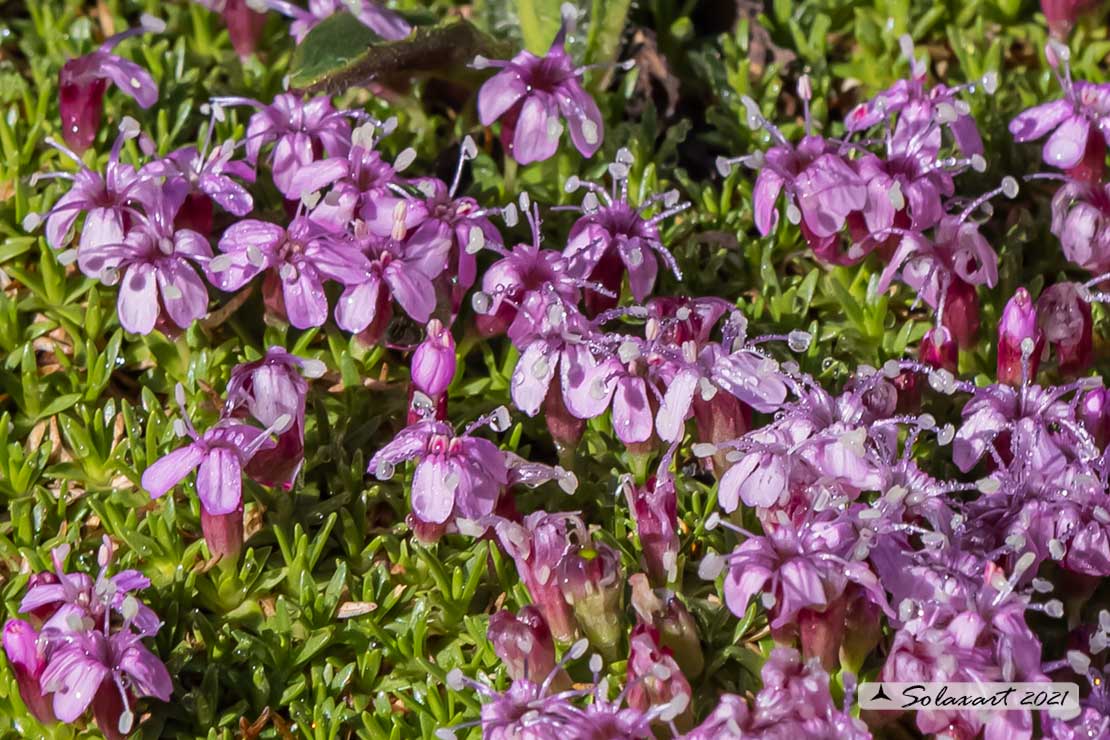 Silene acaulis