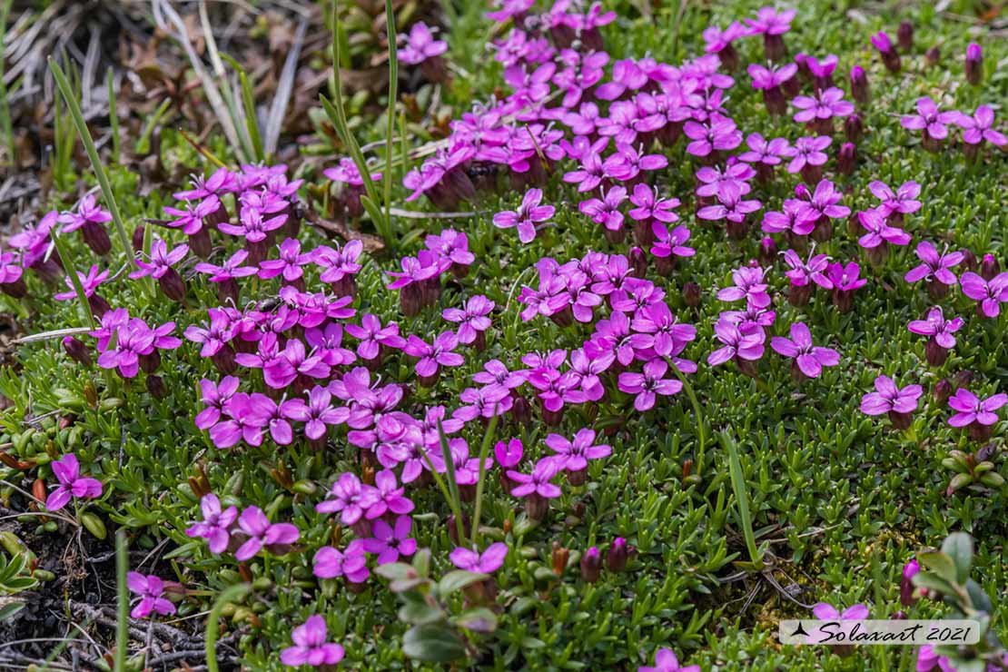 Silene acaulis