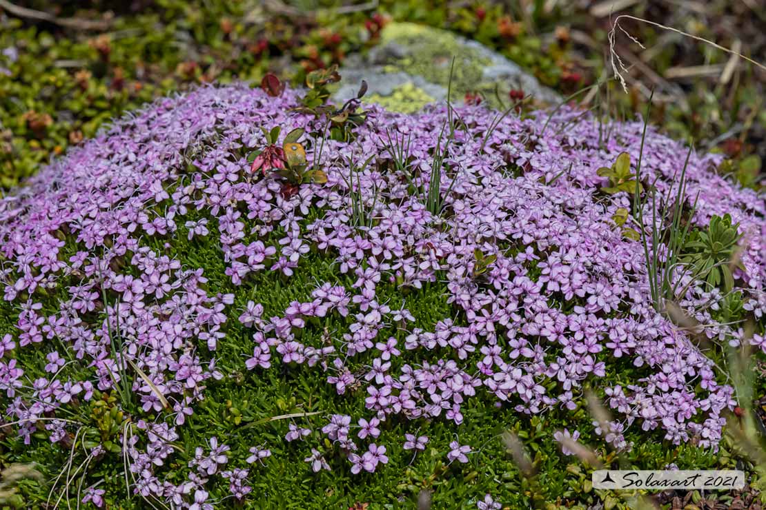 Silene acaulis