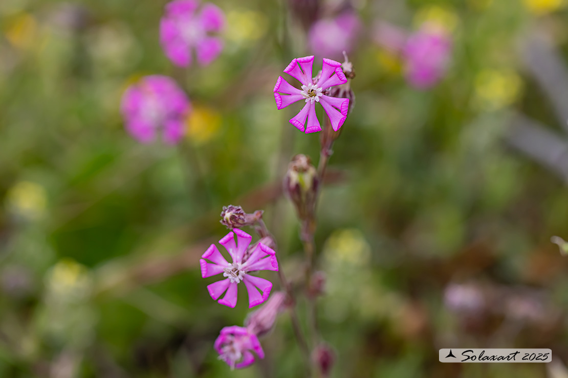 Silene colorata - Silene colorata