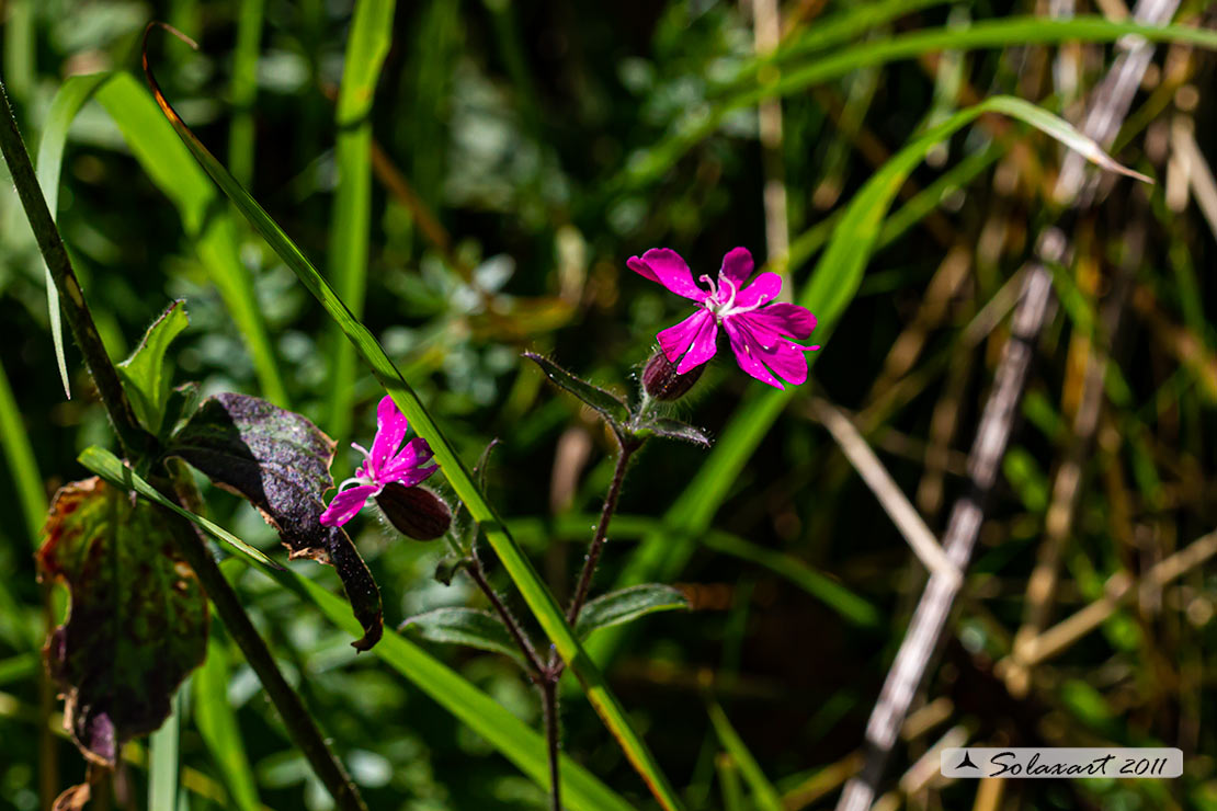 Silene dioica