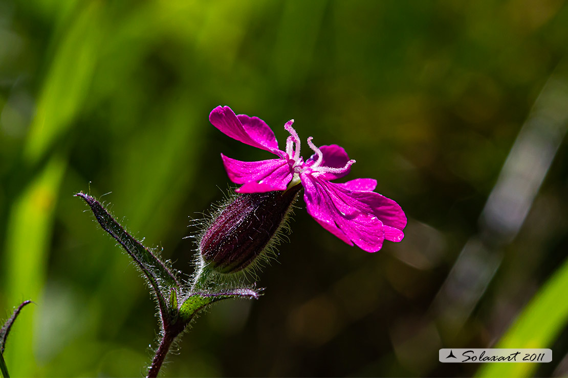 Silene dioica