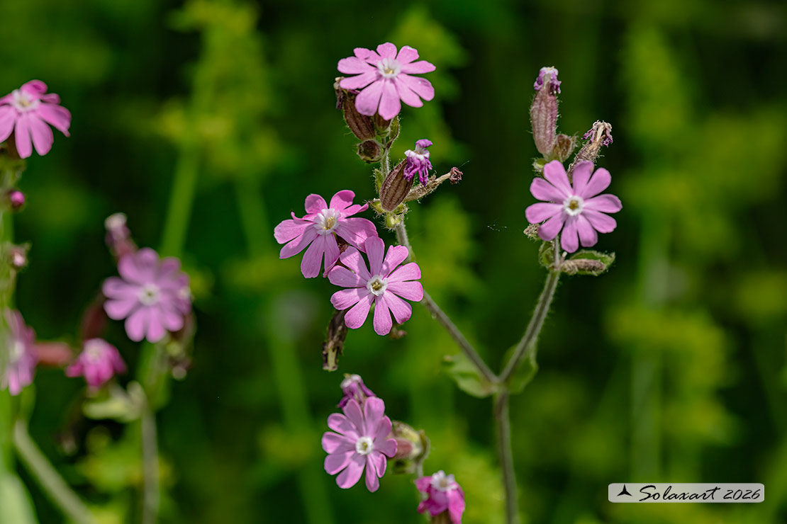 Silene dioica