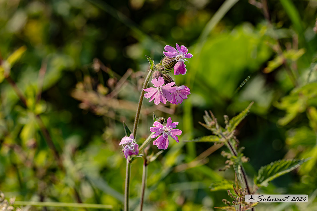 Silene dioica