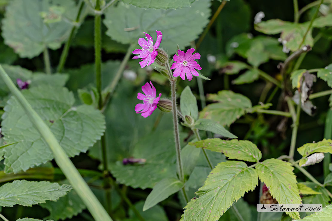 Silene dioica