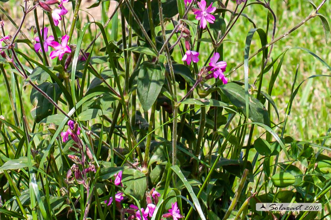 Silene dioica
