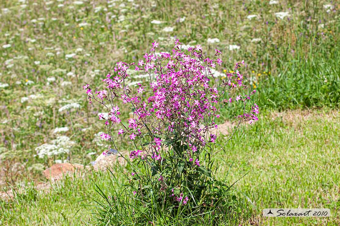 Silene dioica