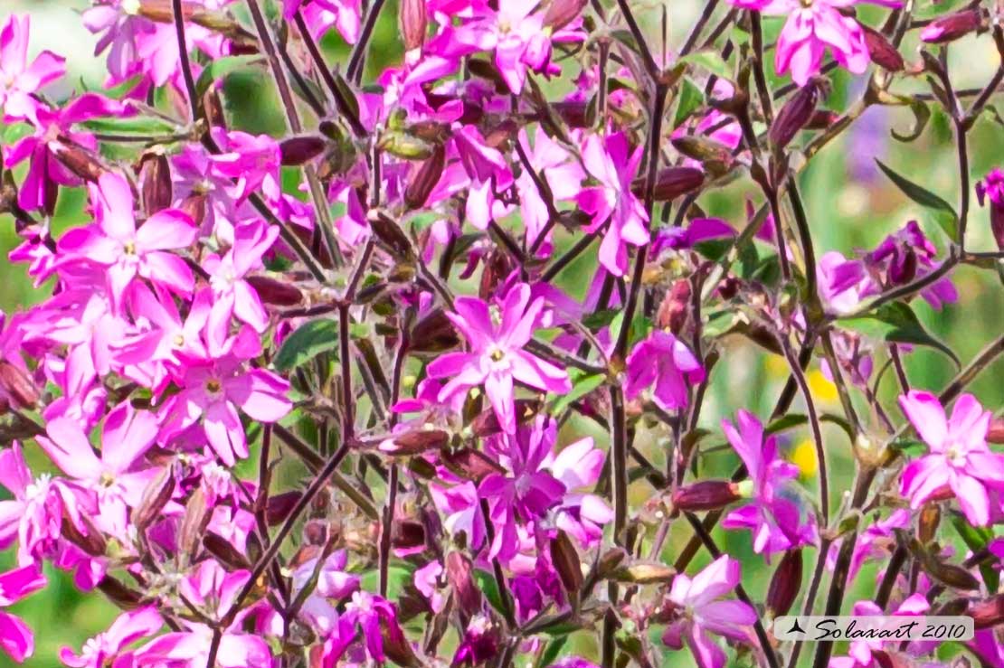 Silene dioica
