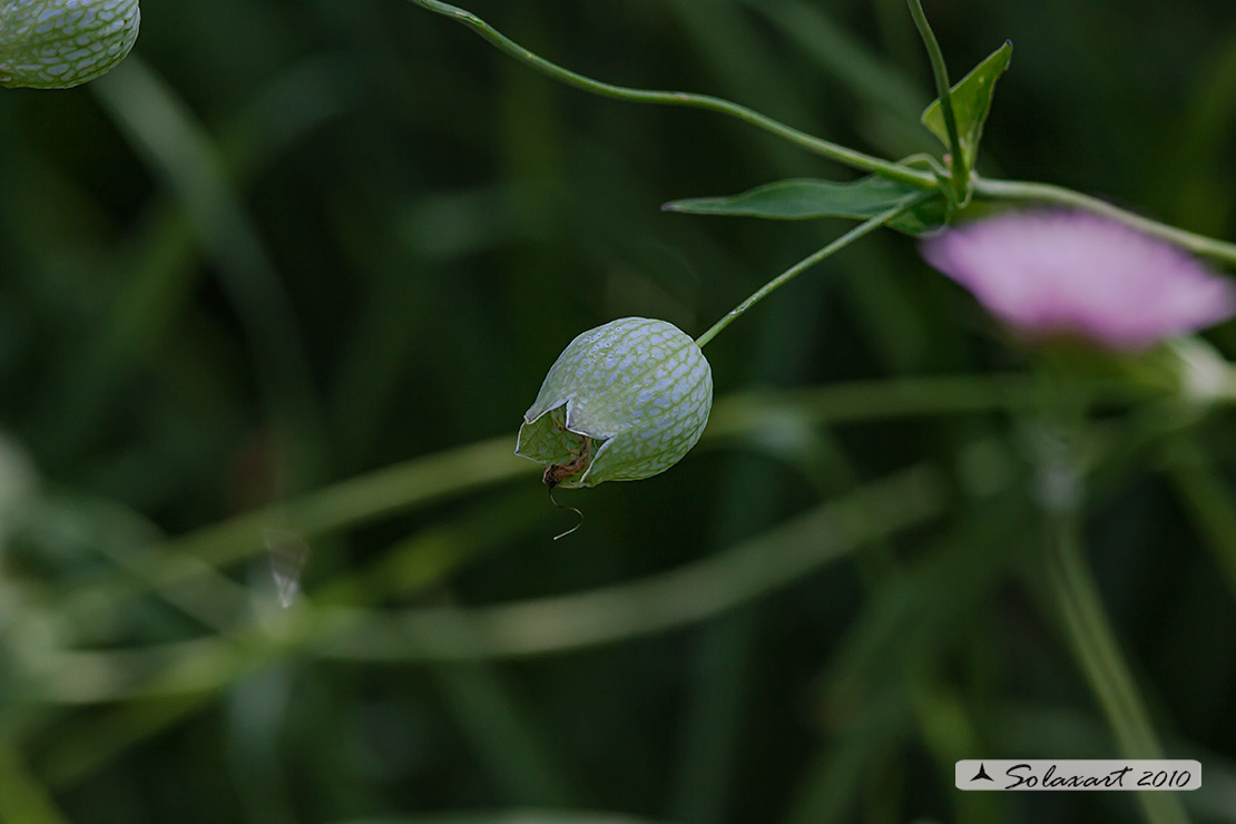 Silene vulgaris